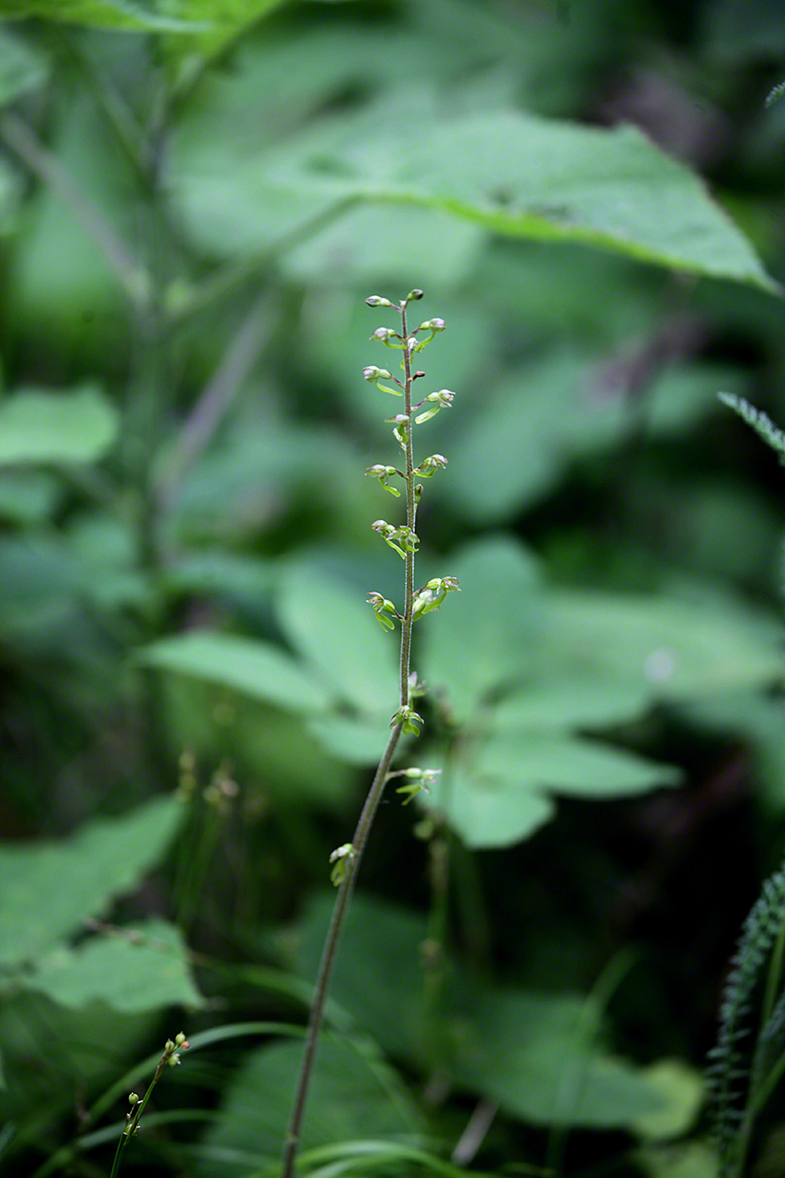 Großes Zweiblatt - Listera ovata